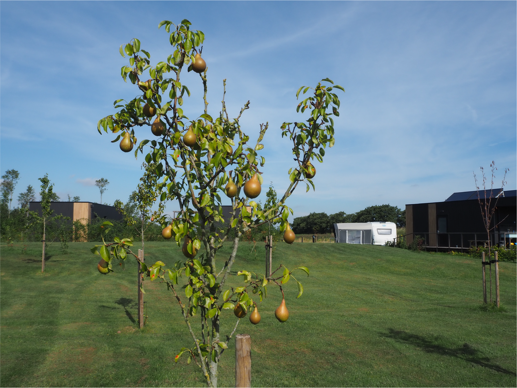 faciliteiten-recreatieindetuin-camperplaatsen-chalets-overnachting-leeuwarden-friesland-menaam-noordwestfriesland-fruitbomen