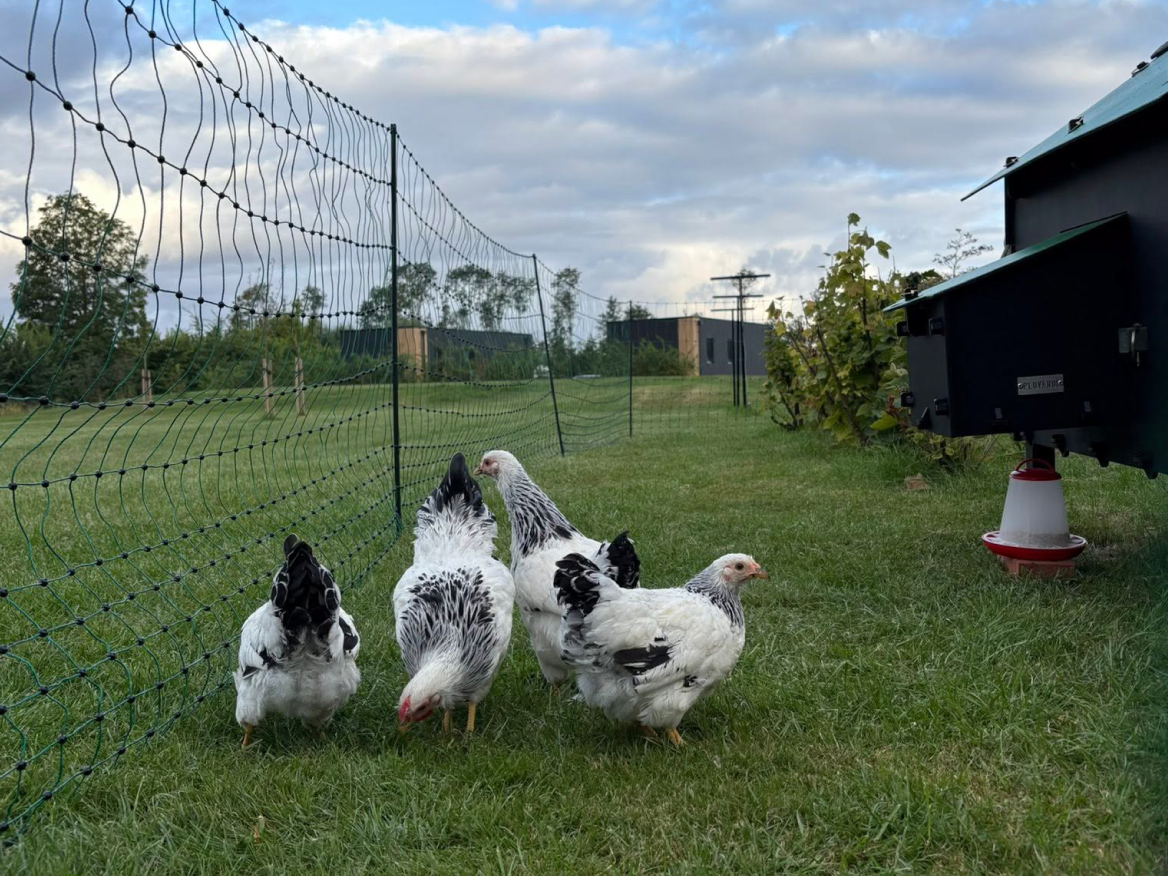 overnachten_friesland_leeuwarden_menaam_menaldum_recreatieindetuin_frl_wyandotte_kippen_01-22