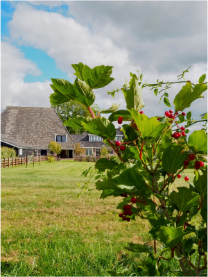 overnachten_overnachtingen_camperplaatsen_chalets_friesland_leeuwarden_menaam_familieboerderij_lokaal.fr_liannemenzen